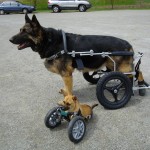 Large dog wheelchair