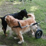 Large dog wheelchair