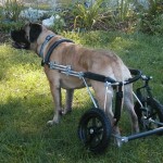 Glee surveys the outdoor scene in an Eddie’s Wheels custom made dog wheelchair