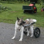 Nothing like a stroll in the park in an Eddie’s Wheels custom made dog wheelchair