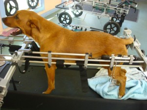 Billy Boy stands in Eddie's Wheels therapy stand