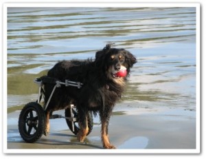 disabled dog in canine cart