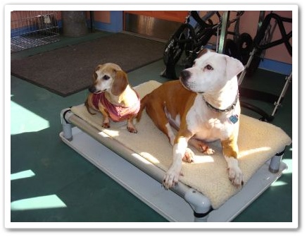 Disabled dogs, Daisy the dachshund and Sweet Pea, the paralyzed pitbull Sweet Pea and Daisy, disabled dogs