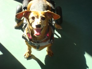 Duchess, a dachsie with IVDD