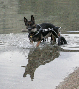 Haida loved wading in her cart.  