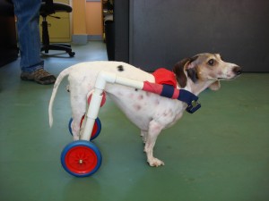 Nutmeg, a dachshund, a pvc cart.