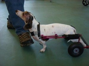 Nutmeg, a dachs, in an Eddie's Wheels