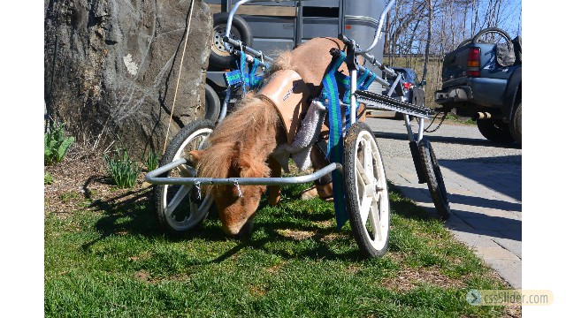 Pony-Cart