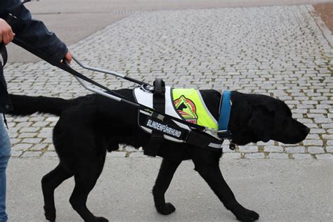 Assistenzhund f�r MS-Patientin