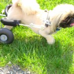 small dog wheelchair