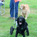 Mark an amputee, has a lot to be glad about as he walks in his custom made Eddies’s Wheels dog wheelchair