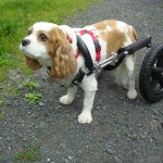 small dog wheelchair