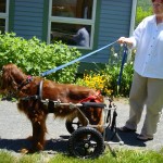 Large dog wheelchair