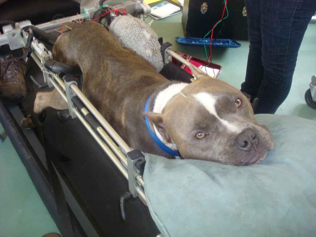 Beau, paralyzed pitbull, in Eddie's Wheels stand