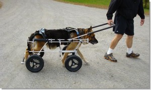 Auggie in his Eddie's Wheels quad!