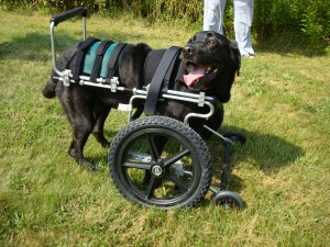 Mia in a custombuilt front wheel by Eddie's Wheels