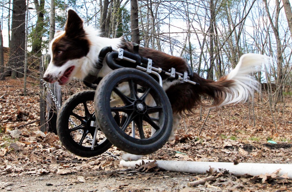 Border Collie in Eddie's Wheels front wheel cart