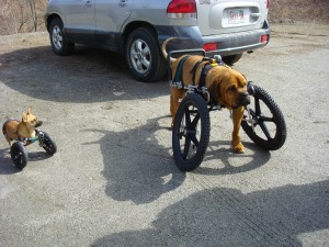 Willa and Tank in Eddie's Wheels front wheel cart