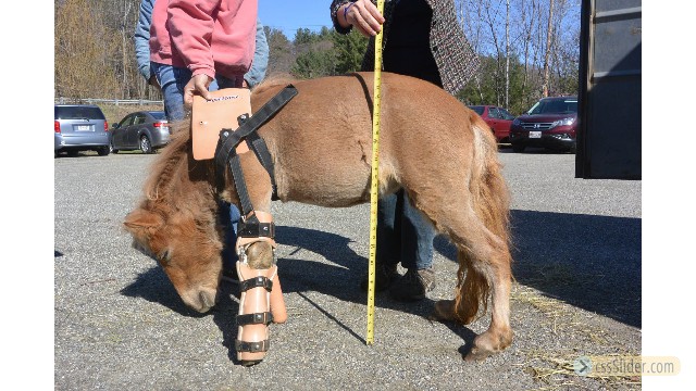 Pony mit Prothesen