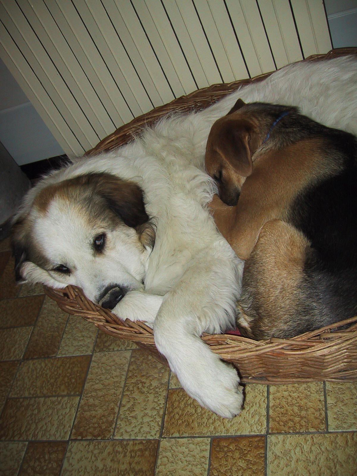 Kuschelalarm.jpg (1200 x 1600)