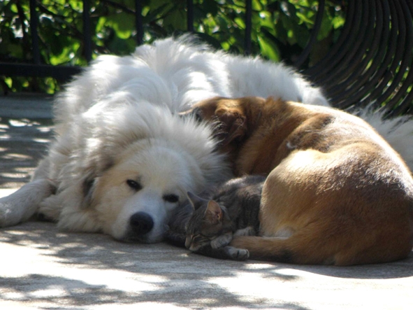 Siesta.jpg (591 x 443)