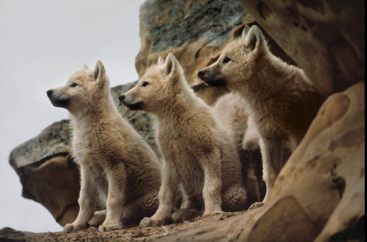 Image Gallery Urahn Wolf 29 Von 32 29 Wolfswelpen Jpg