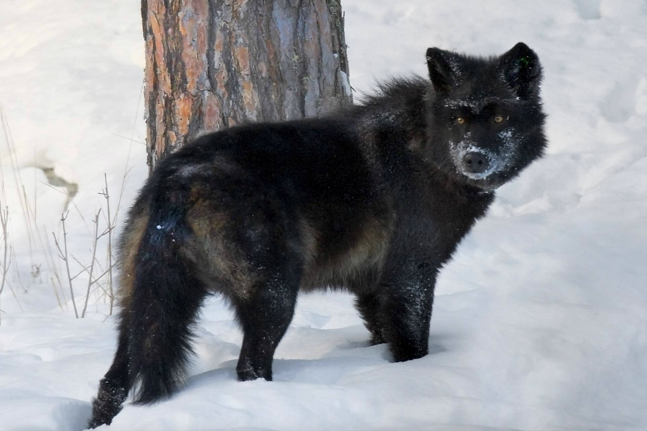 Image Gallery Urahn Wolf 3 Von 32 3 Schwarzer Wolf Jpg