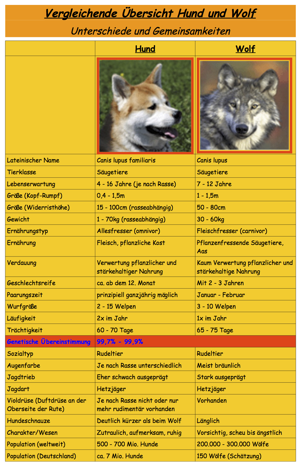 7-Vergleich Wolf-Hund.jpg