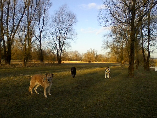 Abendspaziergang.jpg