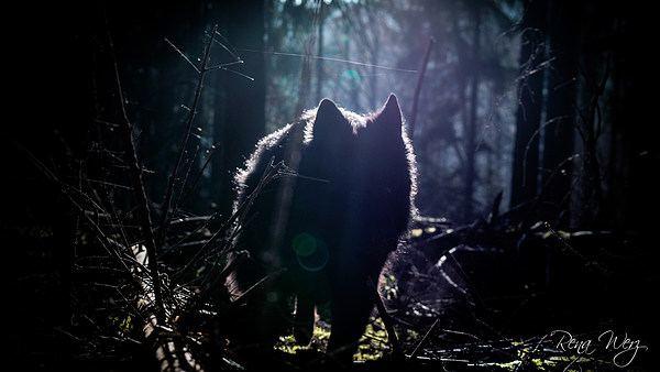 Hund oder Wolf.jpg