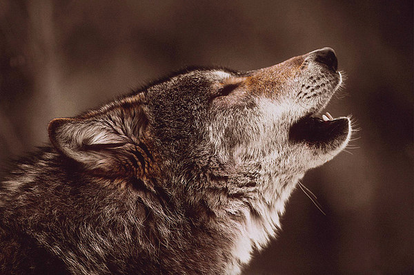 2-Howling Wolf.jpg