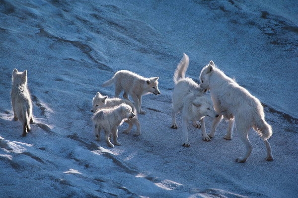 21-Wolfsfamilie im Schnee.jpg
