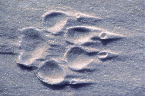 30-Wolfsspur im Schnee.jpg