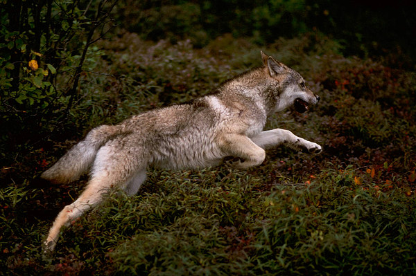 5-Timberwolf.jpg